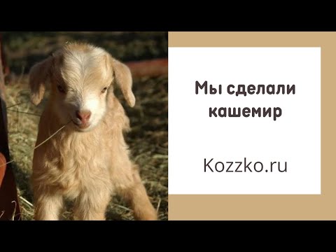 Видео: Как мы кашемир делали. Быль