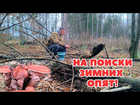 Видео: ОПЯТА ВСЁ-ТАКИ ПОРАДОВАЛИ НАС В ЭТОМ ГОДУ! ПРОГУЛКА ПО ОСЕННЕМУ ЛЕСУ.ЗАГОРОДНАЯ ЖИЗНЬ.