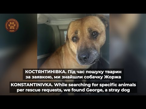 Видео: КОСТЯНТИНІВКА | Під час пошуку тварин за заявкою, ми знайшли покинутого собачку Жоржа
