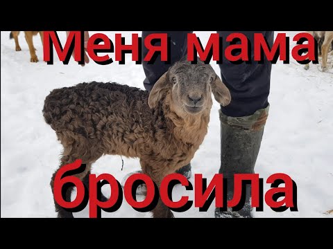 Видео: Произошло маленькое чудо : отказной ягнёнок , сирота,  брошенный при рождении , снова обрёл маму