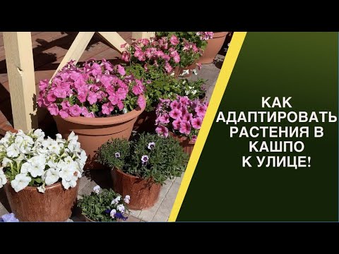 Видео: ВЫНОСИМ РАСТЕНИЯ В КАШПО НА УЛИЦУ! ОСНОВНЫЕ ПРАВИЛА!