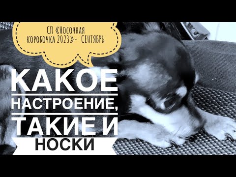 Видео: СЕНТЯБРЬ- отчёт  в СП «Носочная коробочка 2023»