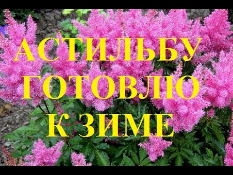 Видео: Подготовка астильбы к зиме. Нужно ли обрезать астильбу осенью.