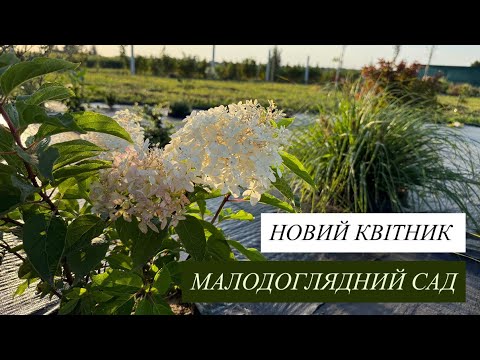 Видео: ВХІДНА ЗОНА | НОВИЙ КВІТНИК | БАГАТОРІЧНІ ПОСУХОСТІЙКІ РОСЛИНИ | МАЛОДОГЛЯДНИЙ САД 