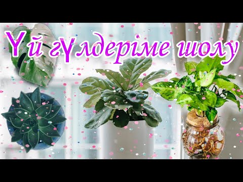 Видео: Гүлдер әдемі. Үй гүлдері. Түрлі гүлдер күтімі.
