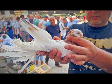 Видео: Птичий рынок г. Ташкент - ГОЛУБИ (06.09.2025)