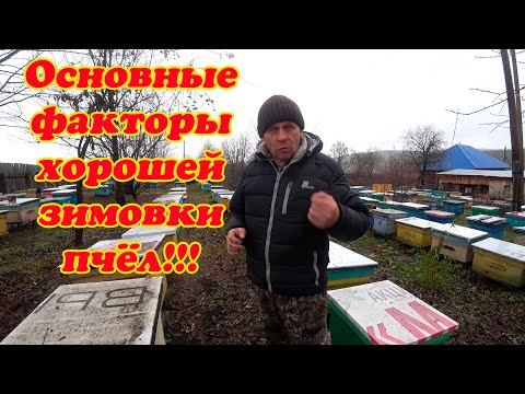 Видео: ОСНОВНЫЕ ФАКТОРЫ И ТОНКОСТИ ПРИ ЗИМОВКЕ ПЧЁЛ НА ВОЛЕ И В ЗИМОВНИКЕ.