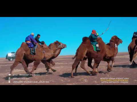 Видео: МУ-ын алдарт уяач Батсүхийн Баянжаргал