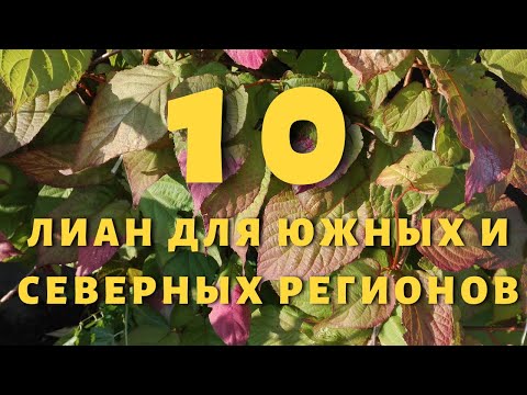 Видео: 10 лиан для южных и северных регионов