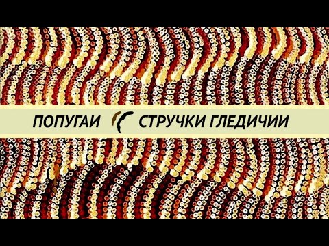 Видео: Стручки и семена гдедичии для попугаев, как давать, чем полезны.