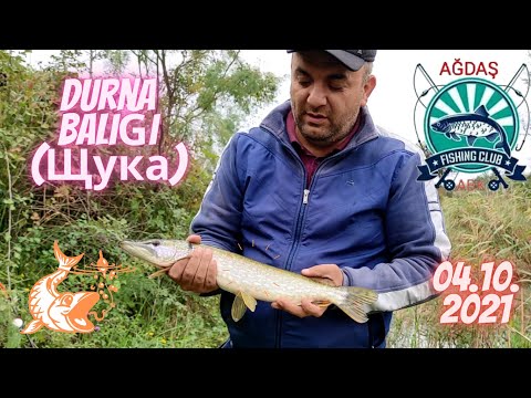 Видео: Şuka balıq ovu . Шука рыбалка  02.10.2021