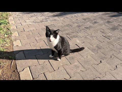 Видео: Stray cats/ Уличная кошечка Танцорка и уличный котик Масик