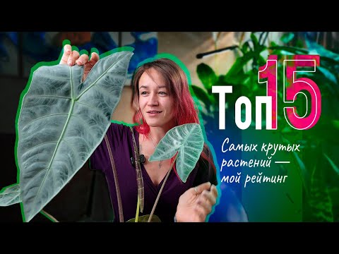 Видео: Зелёный Оскар: ТОП‑15 САМЫХ удивительных растений