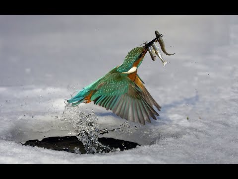Видео: (Ақида:17-дарс) РИЗҚ