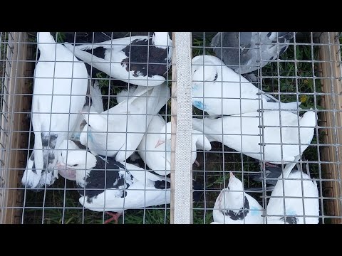 Видео: #Pigeons.Как правильно гонять голубей.