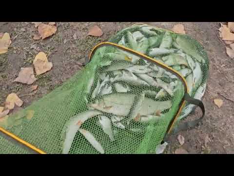 Видео: Риболов в дъжда на река Искър