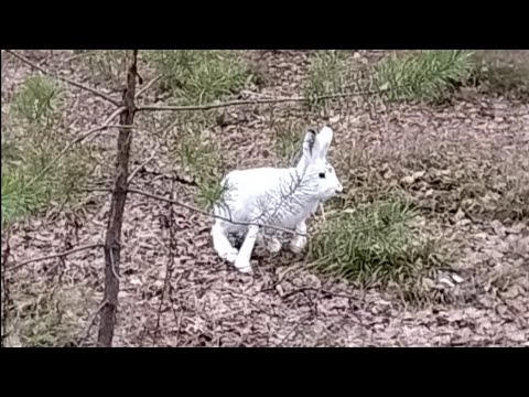 Видео: Заяц пришёл в ноги. Охота на зайца с русскими гончими. 29 октября