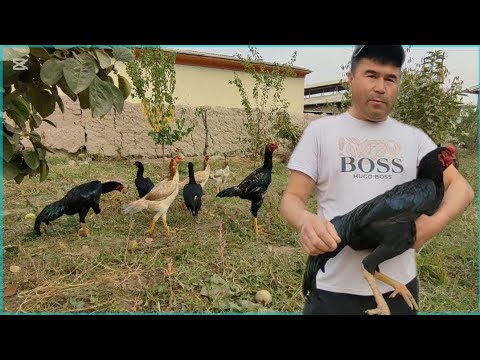 Видео: ПАРВОЗЛАР УЧУН МАХСУС ВИДЕО НАМАНГАН ТУ́РАКУРГОН ЕСКИ ПАРВОЗЛАРИ АЗИЗБЕКДАН ТОЗЗА КАРЕЯ ХУ́РОЗЛАР 