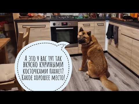 Видео: Артём впервые пустил Пса Кубика в дом. Кошка Морошка в недоумении, Пёс в непонимании и в восторге