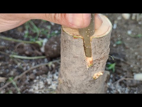 Видео: Grafting a pear with an iron saw / прививка дерева пилой