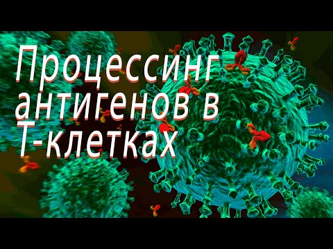 Видео: "Процессинг антигенов в Т-клетках" Заседание СНК от 05.04.22