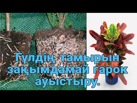 Видео: Үй гүлдерін стреске түсірмей пересадка жасау. Үй гүлдерін отырғызу. Гүлдер әлемі. Үй гүлдері күтімі.