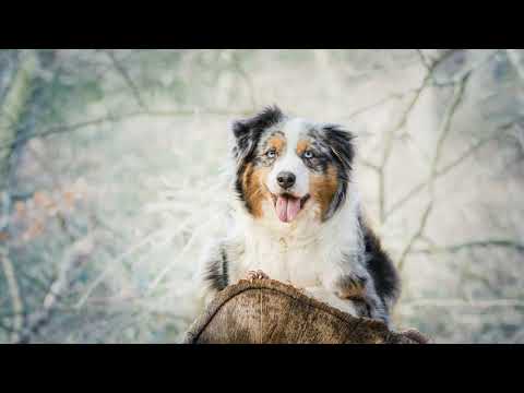 Видео: Всё об Австралийской Овчарке (Аусси)