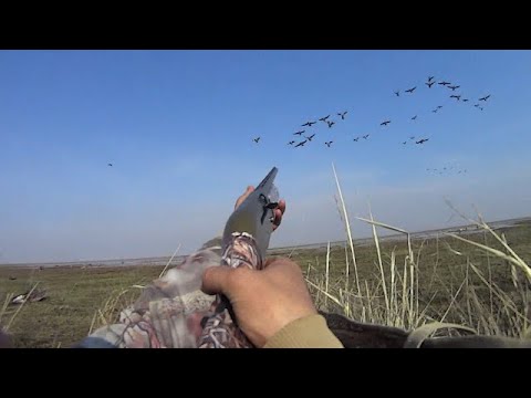 Видео: охота на гуся весна