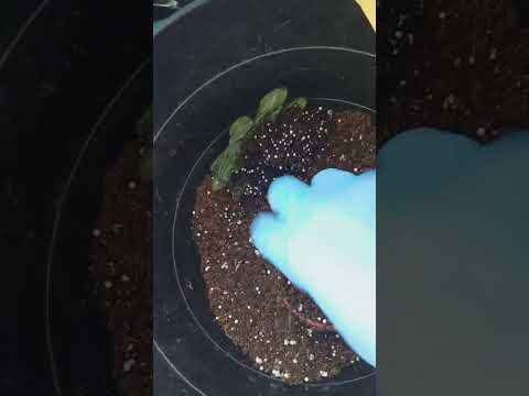 Видео: Грунт для фиалок