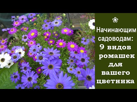 Видео: ❀ Начинающим садоводам: 9 видов ромашек для вашего цветника