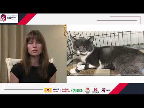 Видео: 5. Шоковые состояния при различных травмах животных. Лечебная помощь животным. Часть 1.