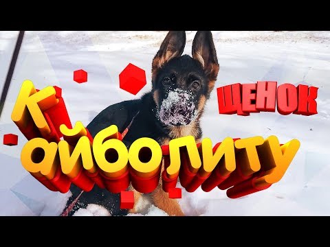 Видео: Щенку три месяца и мы идём к Айболиту на прививку Моя собака Немецкая овчарка