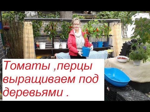 Видео: Перцы,томаты выращивание в горшках под деревьями.23 сентября.