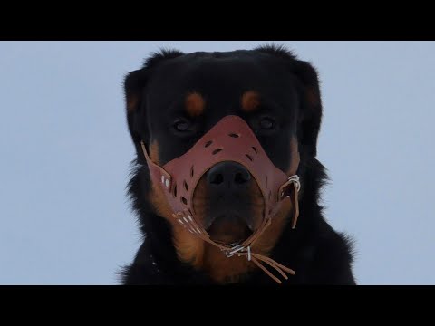 Видео: Намордник. Ротвейлер