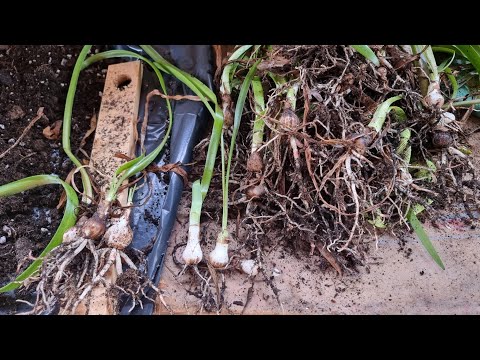 Видео: разборка сеянцев гиппеаструмов из пластиковой корзины