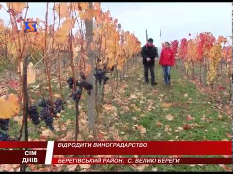 Видео: Закарпатський винороб
