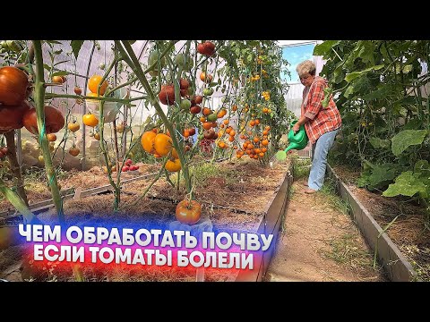 Видео: Чем обработать почву, если томаты болели