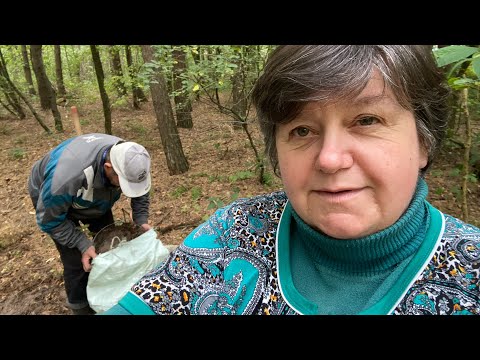 Видео: Суботні клопоти ... Борщ з м'ясом індички // Осінні роботи в саду . 
