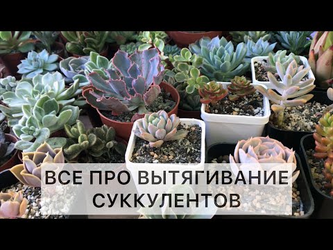 Видео: Почему суккулент тянется. Что с этим делать. Какие суккуленты склонны к вытягиванию