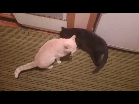 Видео: ФИЛЯ НАШ ОХОТНИК. ОБЗОР ТРУПА КРЫСЫ🐀. ЗА ХВОСТИК ВЫНЕСЛА/ВЫКИНУЛА ЕЁ. ВИНО ГОТОВИТСЯ. НАДУЛАСЬ РУКА.