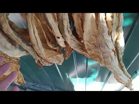 Видео: Эксперимент с тепловой сушкой.