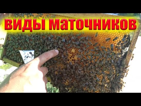 Видео: Маточники роевые и свищевые. Маточники тихой смены. Какие маточники лучше для пасеки?