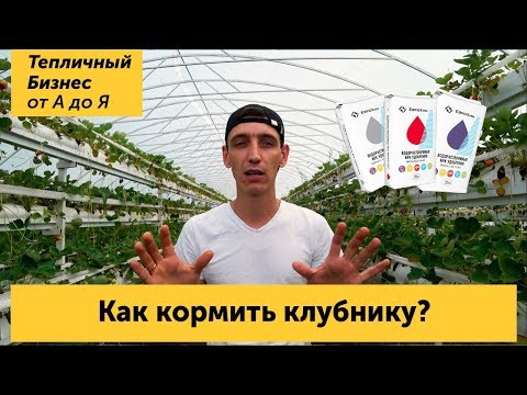 Видео: Как кормить клубнику. Подкормки и минерльное питание клубники