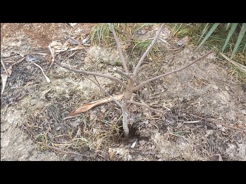 Видео: обрезка прививок на хурме, формировка и доформировка кроны 2025