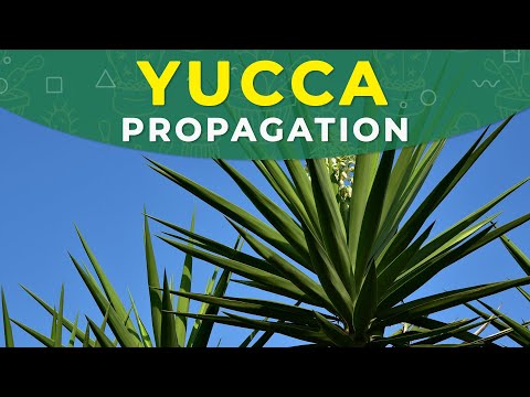 Видео: Размножение Юкки черенкованием, пересадка растения (рус. субтитры)