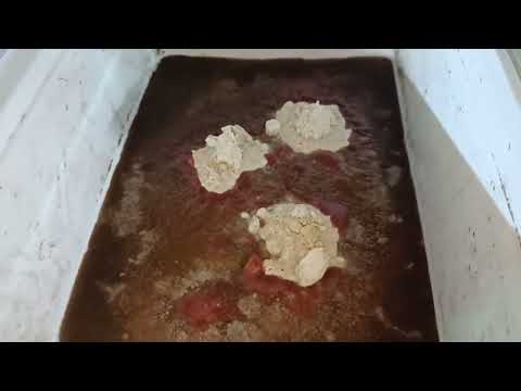 Видео: Аулофорус - Водяная змейка.