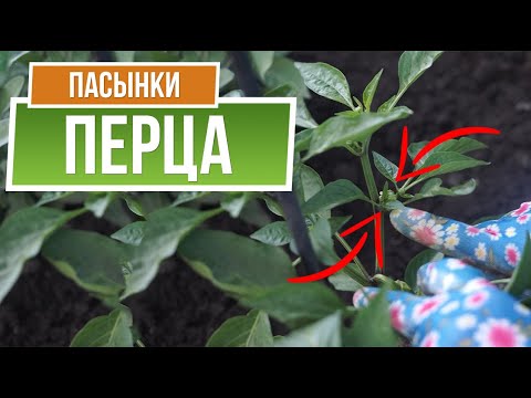 Видео: Никогда не пасынкуйте Перец 🌶️ Пасынки Перца 🌶️ Советы садоводам от Garden-zoo