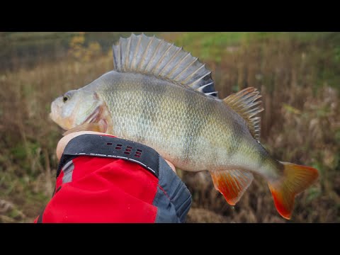 Видео: вечерние арбузы пошли