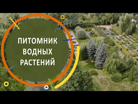 Видео: Обзор питомника водных растений Александра Марченко