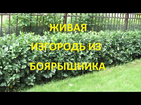 Видео: Живая изгородь из боярышника в моем саду. Часть 3 | Про Сад с Любовью